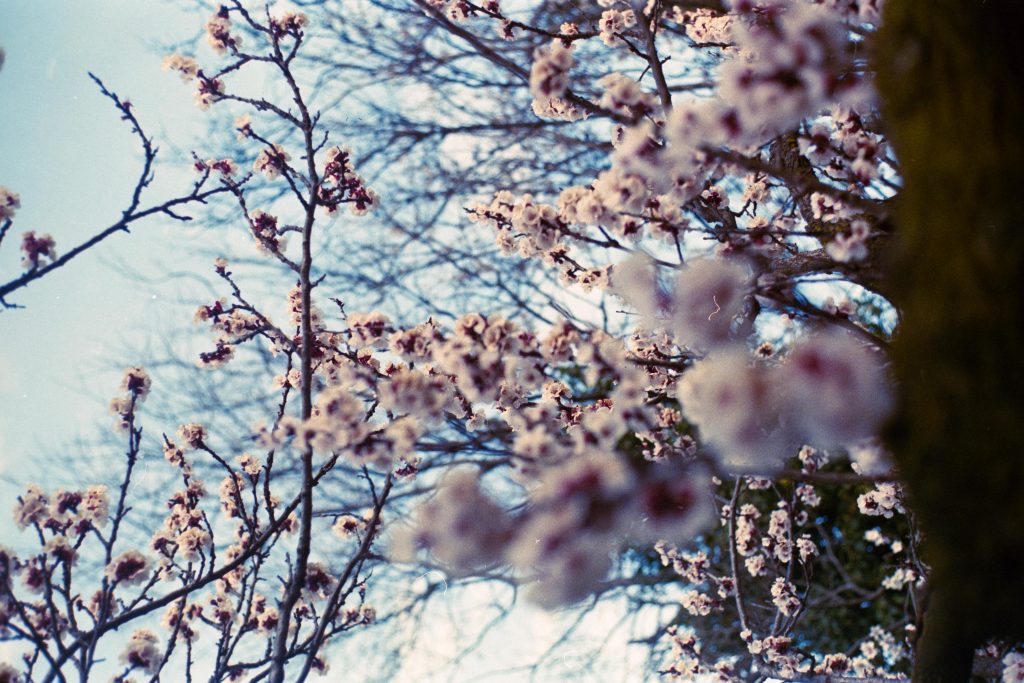 A cherry tree full of blossoms