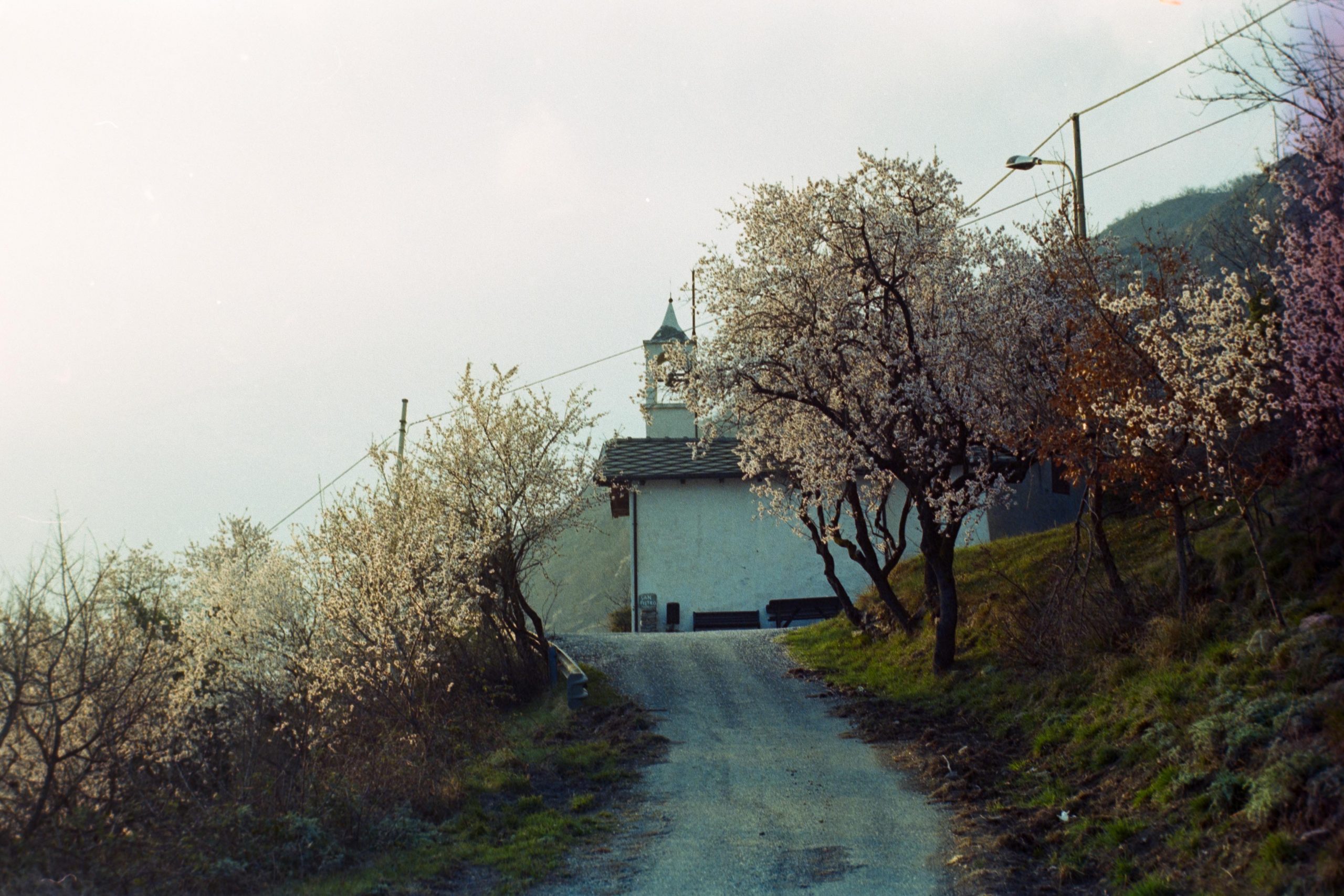 A church surrounded by blossoming cherry trees