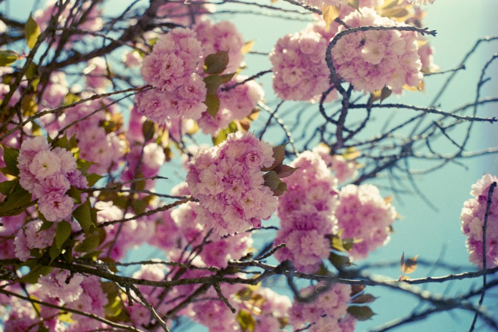 the branches of a tree full of pink flowers