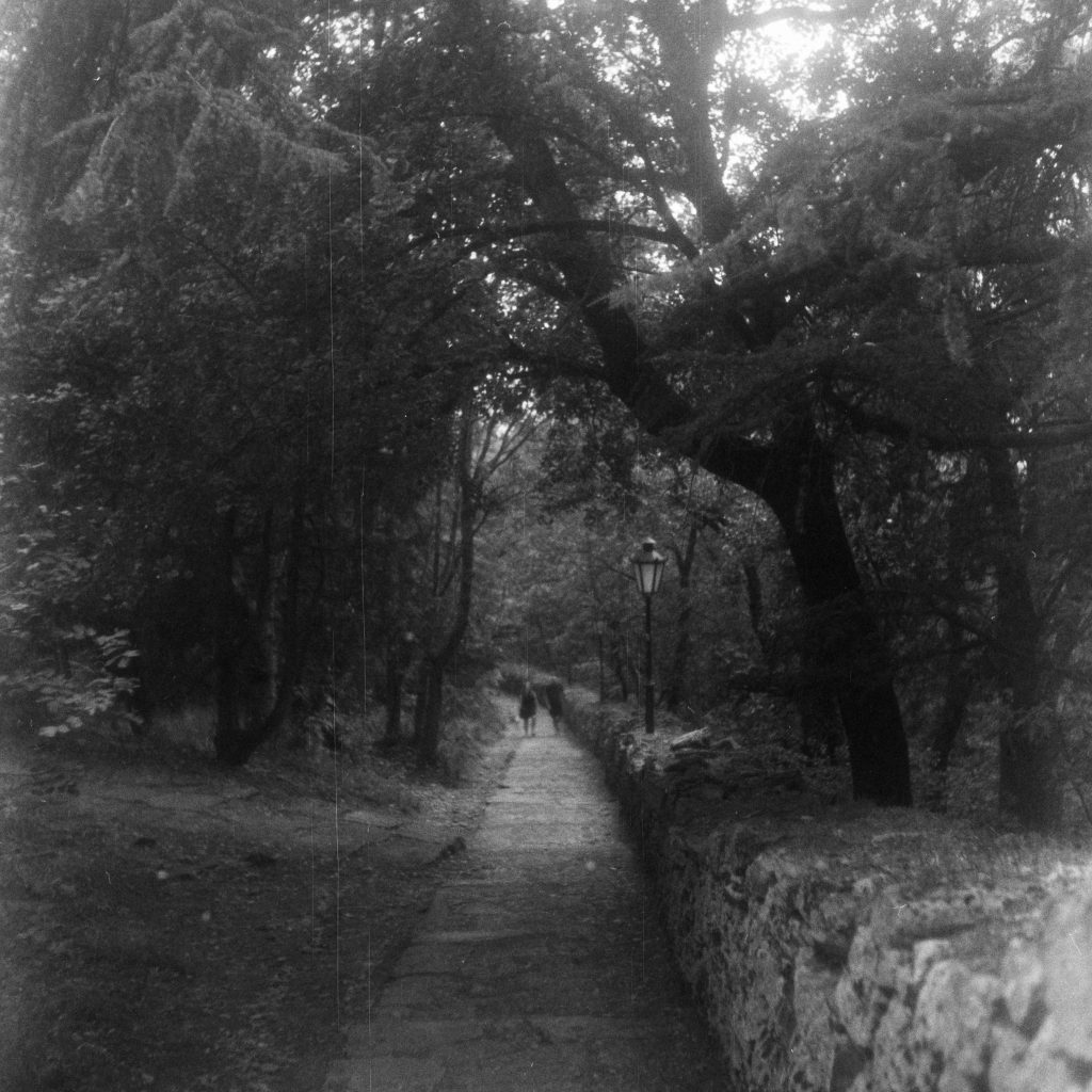 paved single track going into the woods