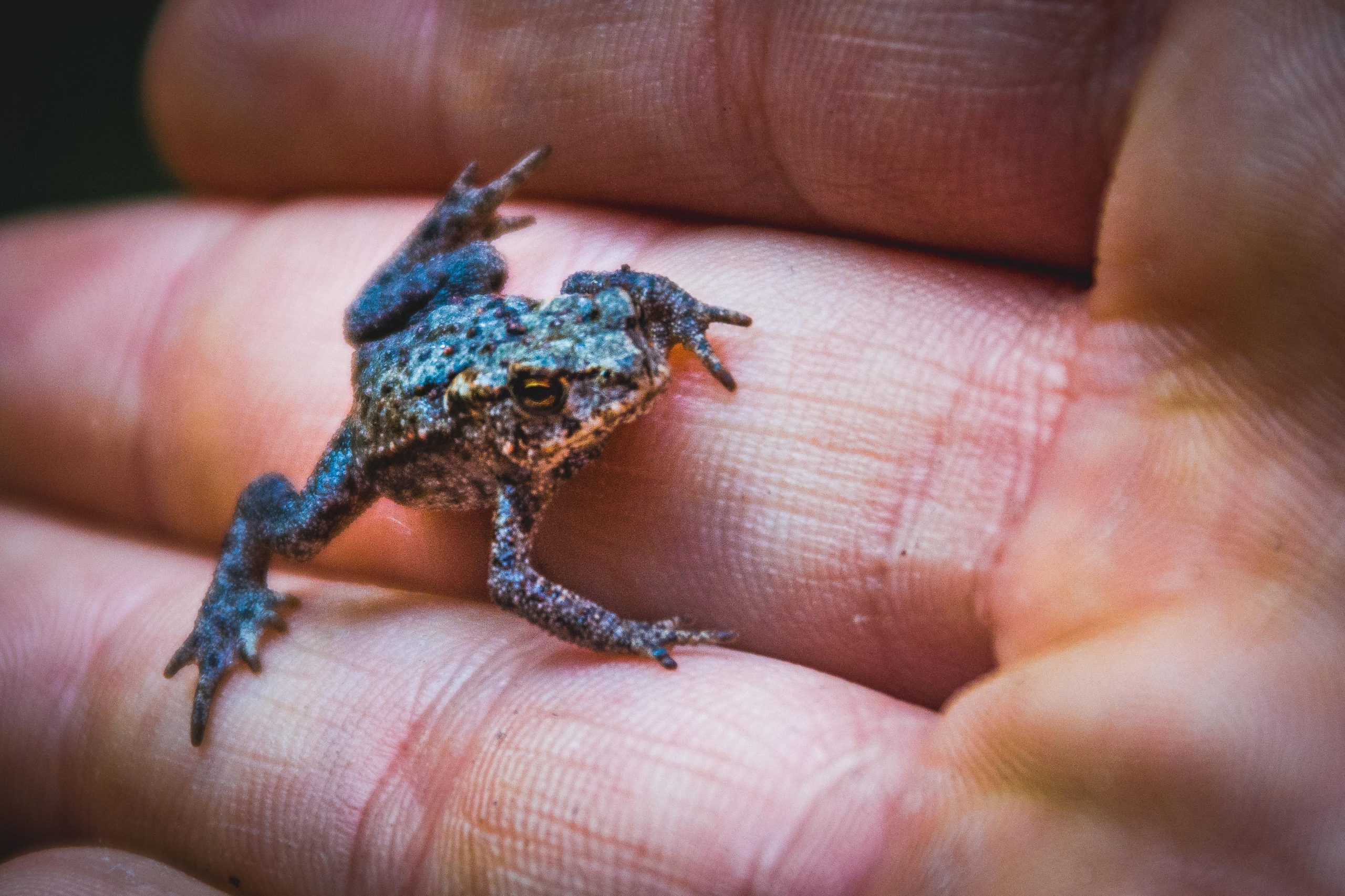 Frog (found) on the floor